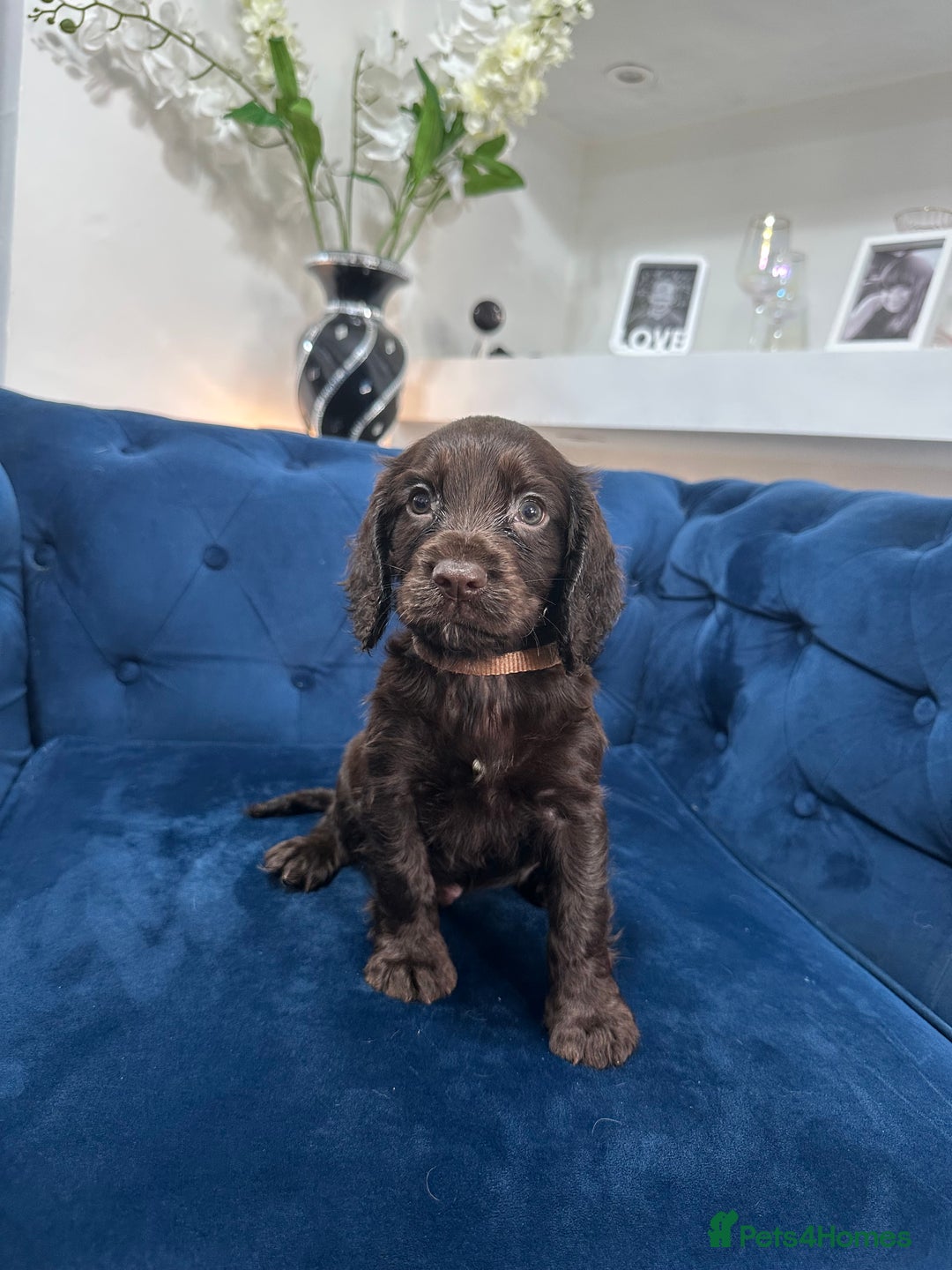 Cocker Spaniel dogs for sale: Beautiful litter of cocker spaniel pups 4 left  - Image 29
