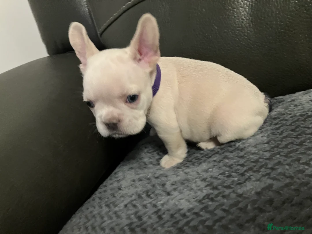 French Bulldog dogs for sale: Ready - Lilac Platinum - Fluffy Carriers - Advert 26
