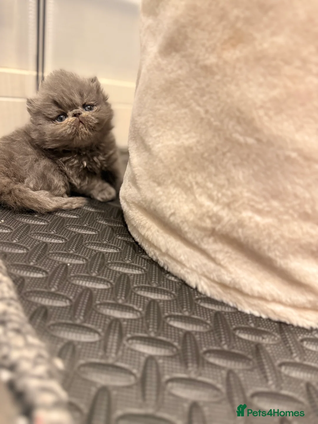 Persian cats for sale: GCCF Registered Blue Persian Kittens  - Advert 11