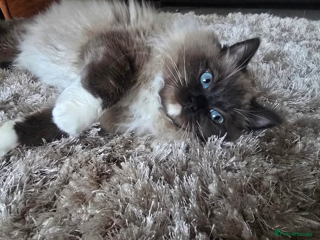 Ragdoll cats for sale: Registered Tica Pedigree Ragdoll Girl - Advert 8