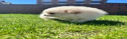 Pomeranian dogs for sale: Double Champion Lines Pomeranian KC Reg - Advert 1