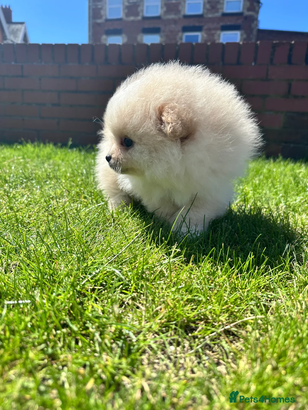 Pomeranian dogs for sale: Double Champion Lines Pomeranian KC Reg - Advert 1