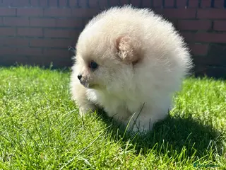Pomeranian dogs Double Champion Lines Pomeranian KC Reg - Advert 3