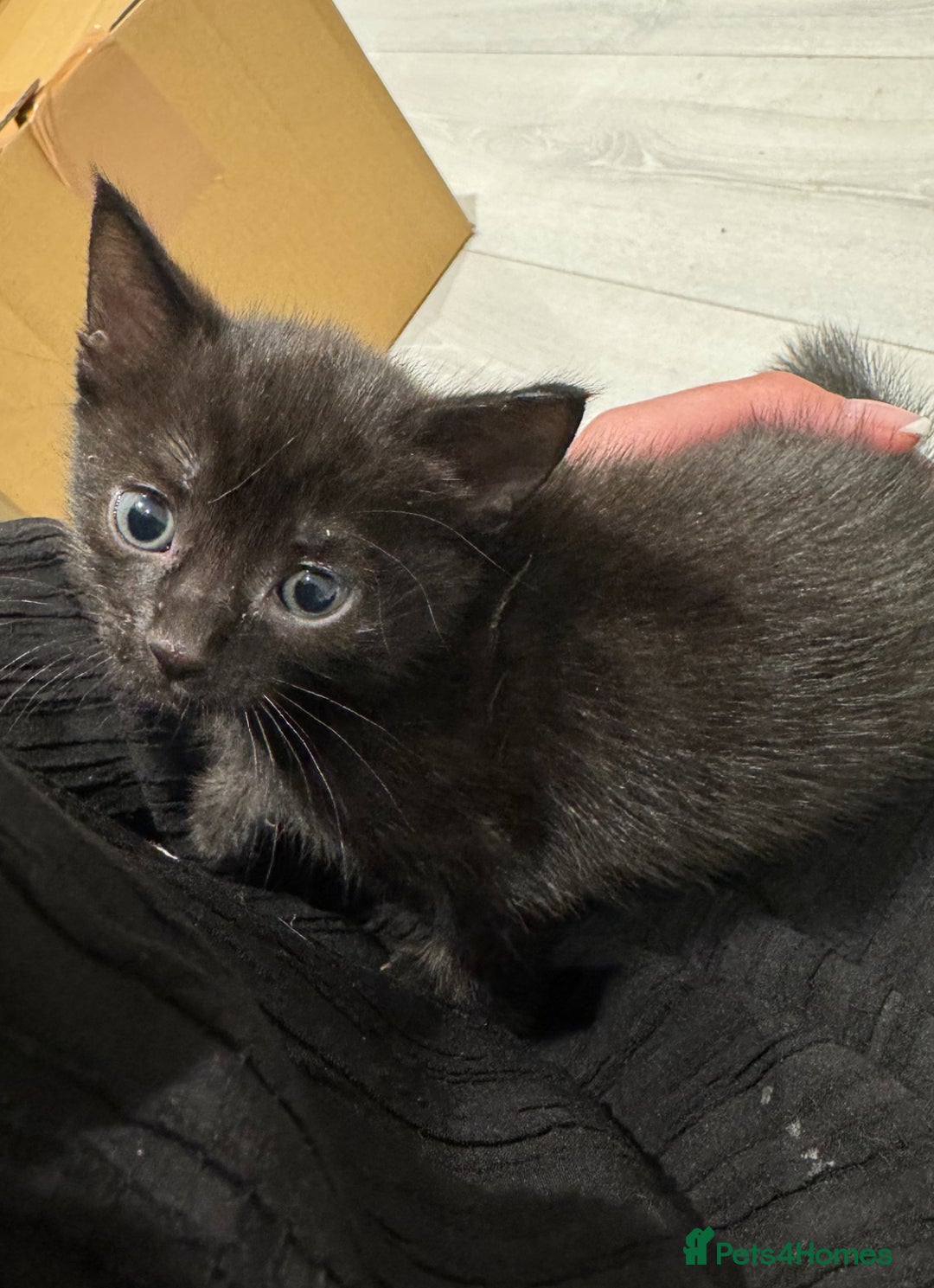 Mixed Breed cats for sale: Beautiful Mixed Kittens (Ginger/Tortie/Black) - Image 10