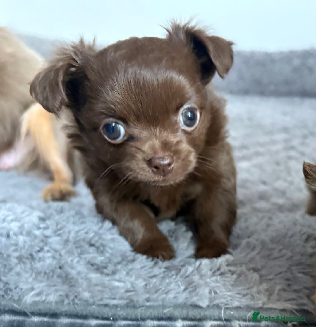 Chihuahua dogs for sale: 💗 One Beautiful Longhaired Chihuahua Puppy Girl  - Advert 1