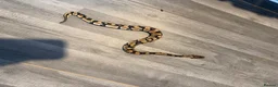 Python Snake reptiles for sale: Ball python yearlings  - Advert 4