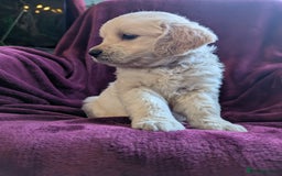 Golden Retriever dogs for sale: Stunning pure-breed Golden Retriever puppies - Image 6
