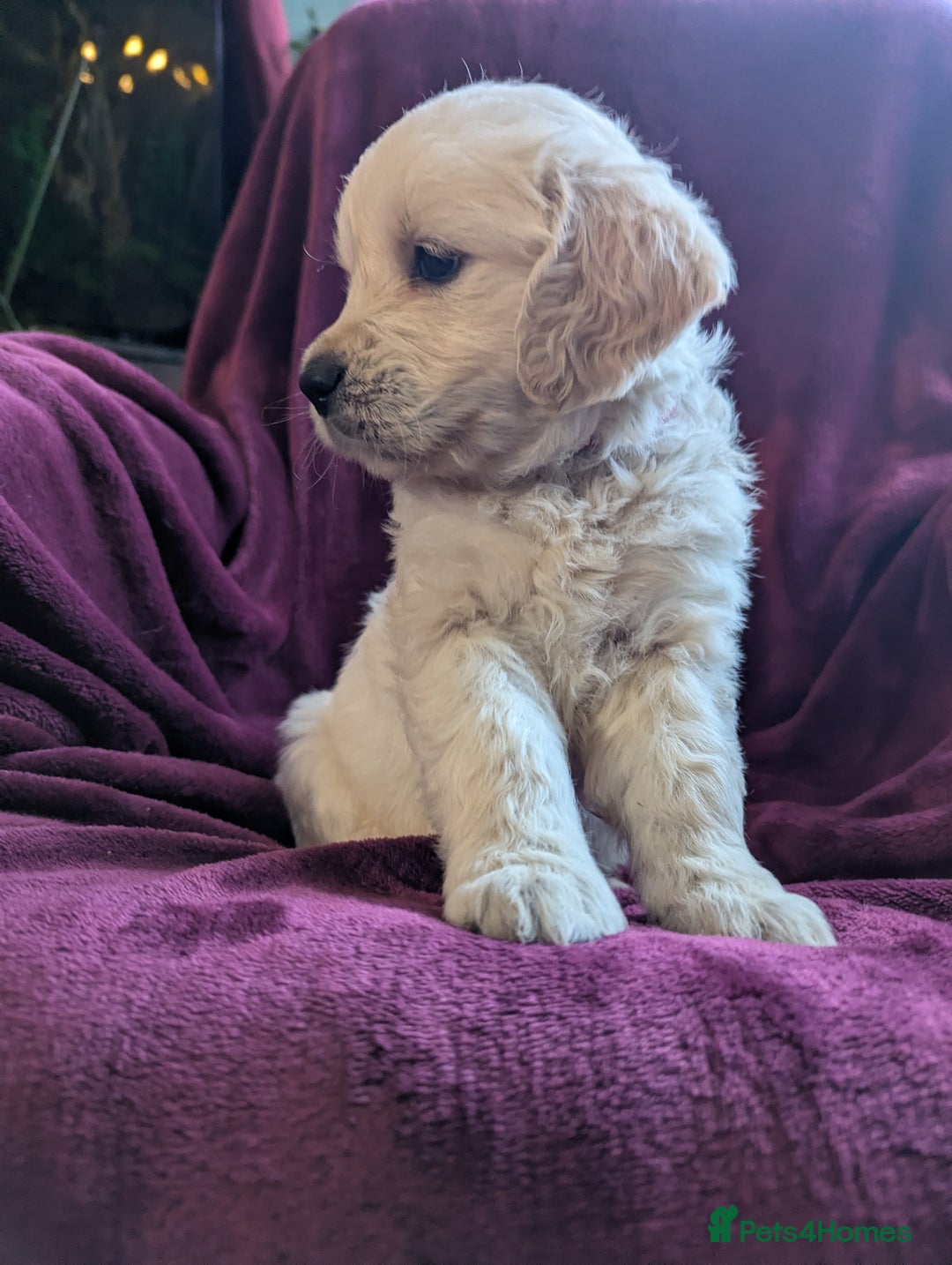 Golden Retriever dogs for sale: Stunning pure-breed Golden Retriever puppies - Image 6