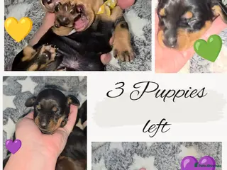 Miniature Dachshund dogs 🐾🐶 miniature Dachshund 🐶🐾 - Advert 4