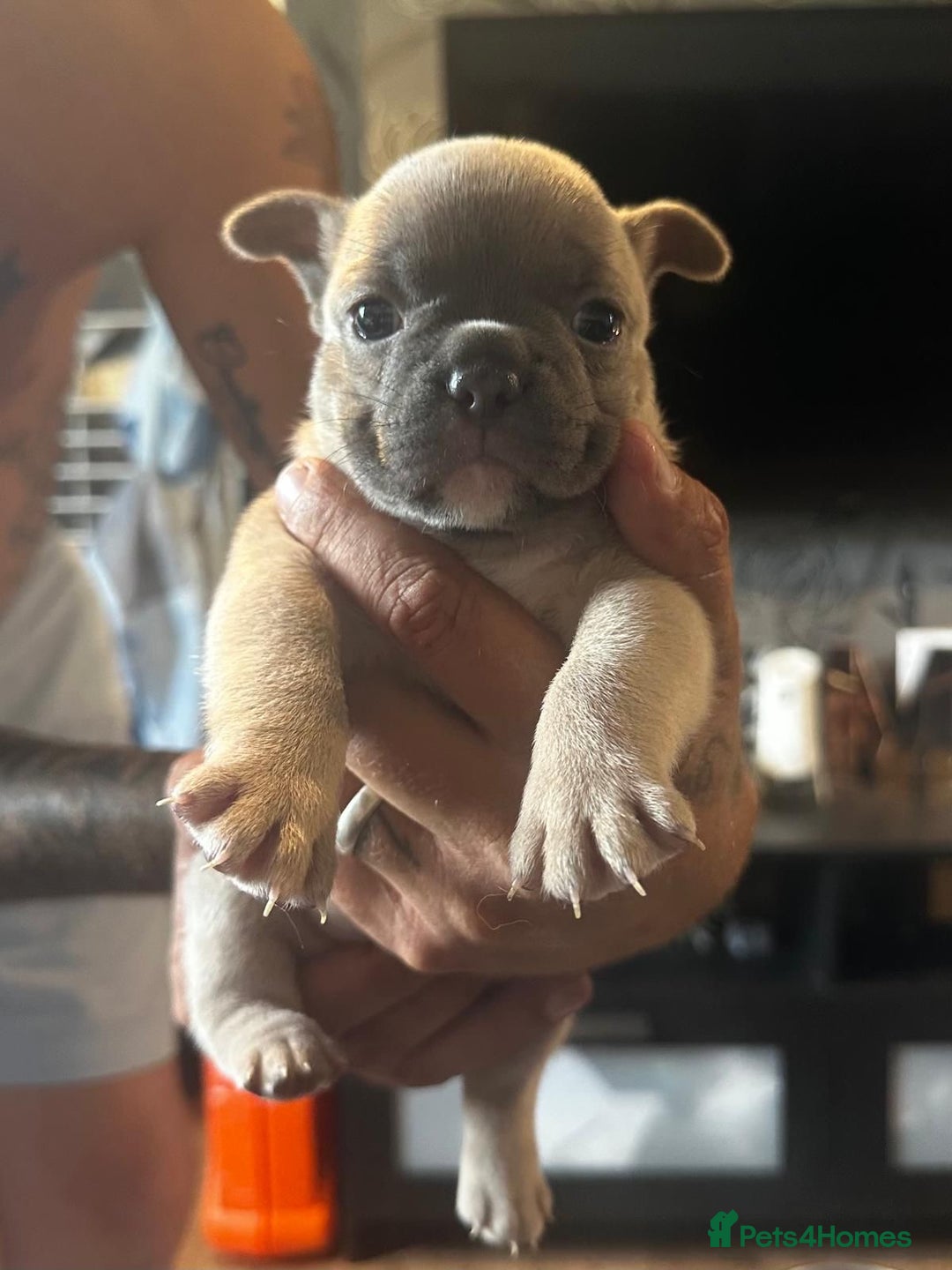 French Bulldog dogs for sale: 2 x French Bulldog Puppies (1 Boy & 1 Girl) - Image 2