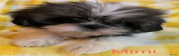Shih Tzu dogs for sale: Beautiful Shih Tzu puppies  - Advert 10