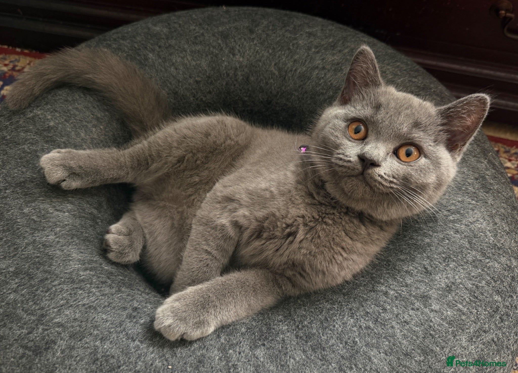 British Shorthair cats Ready to collect now! - GCCF BSH kittens!  - Advert 1