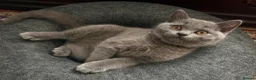 British Shorthair cats for sale: GCCF British shorthair kittens!Ready to collect! - Advert 2