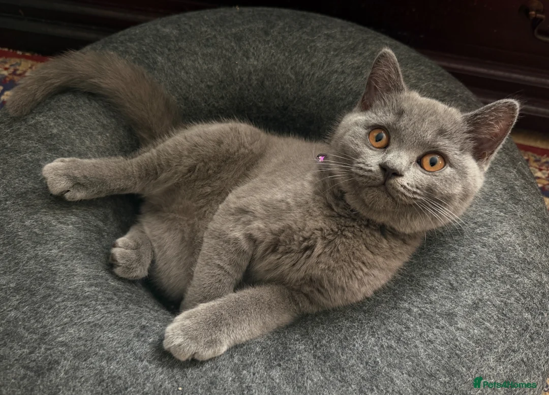 British Shorthair cats for sale: GCCF British shorthair kittens!Ready to collect! - Advert 2