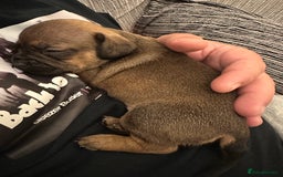 Mixed Breed dogs for sale: French wieners  - Image 3