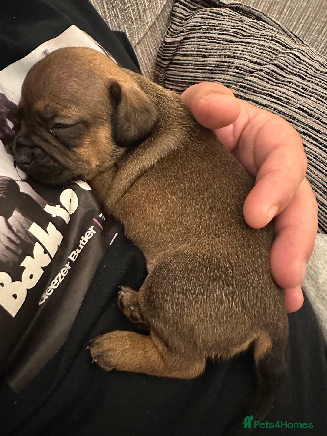 Mixed Breed dogs for sale: French wieners  - Image 3