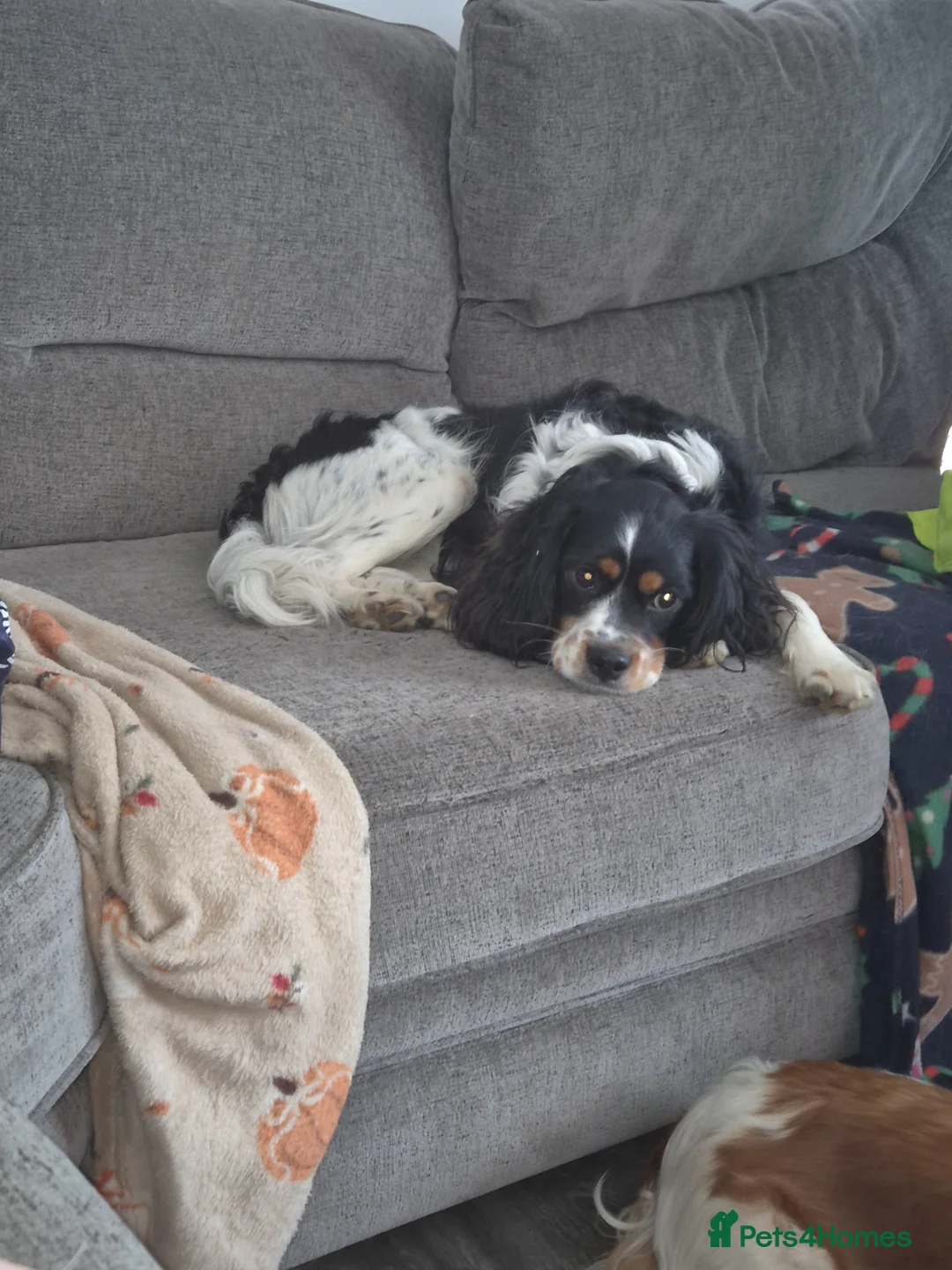 Cockalier dogs for sale: Cavalier king Charles spaniel x cocker spaniel  - Advert 4