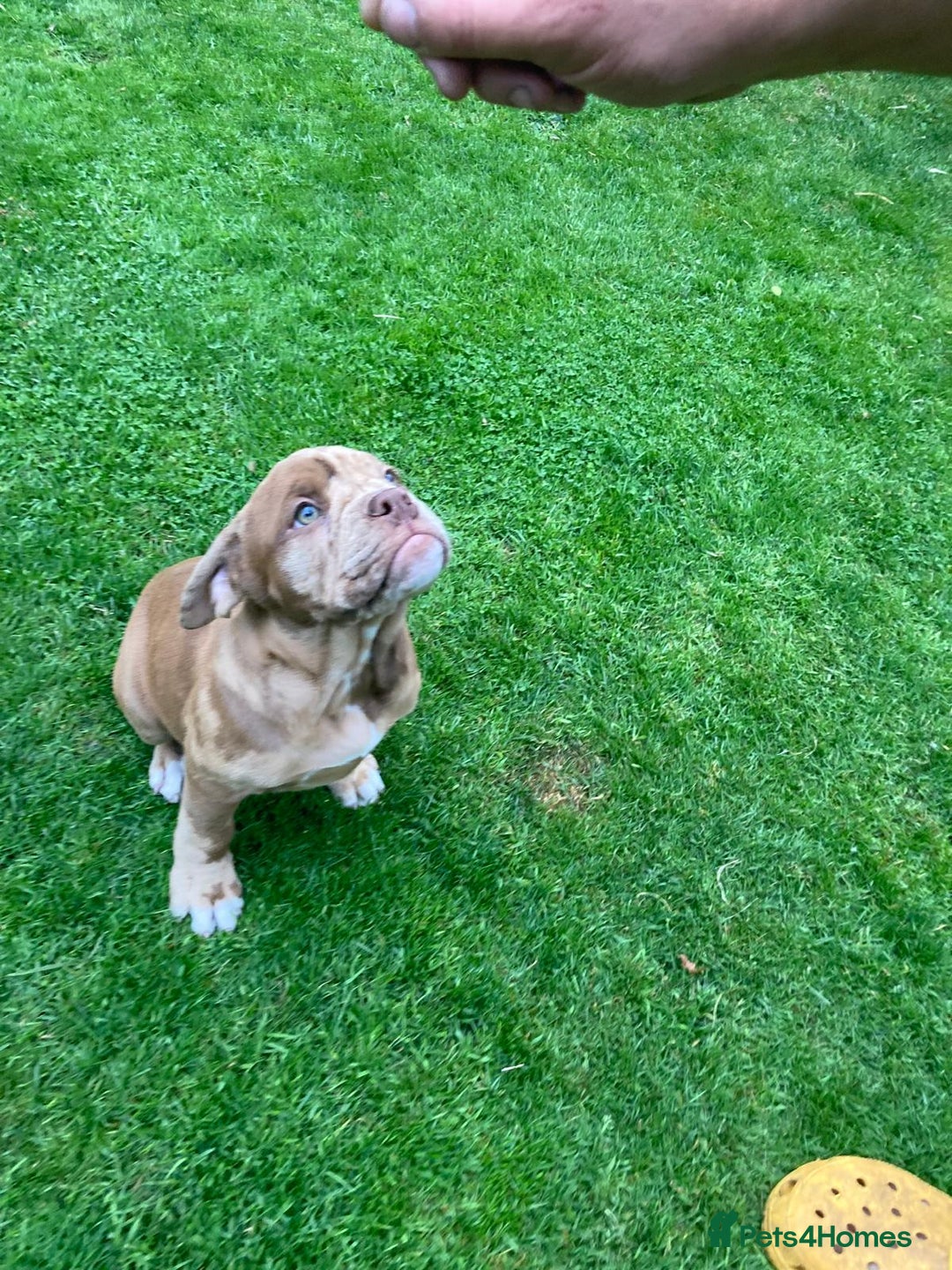 Old Tyme Bulldog dogs for sale: Bulldog pups 💜 1 GIRL LEFT REDUCED 💜   - Image 13