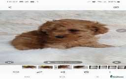 Toy Poodle dogs for sale: Pedigree Toy poodle puppies ready this weekend - Image 19