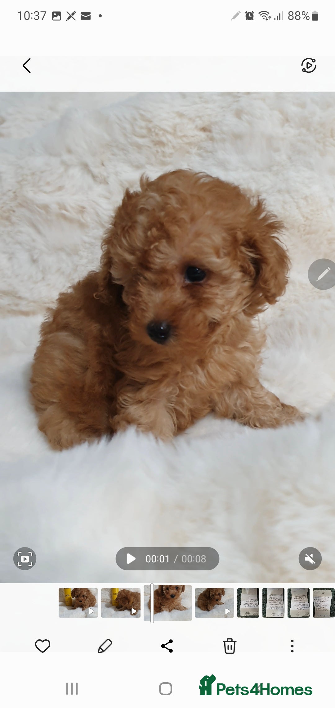 Toy Poodle dogs for sale: Pedigree Toy poodle puppies ready this weekend - Image 19