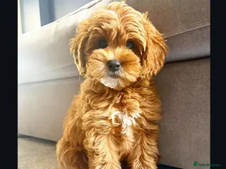 Labradoodle dogs Miniature Australian labradoodles - Advert 12