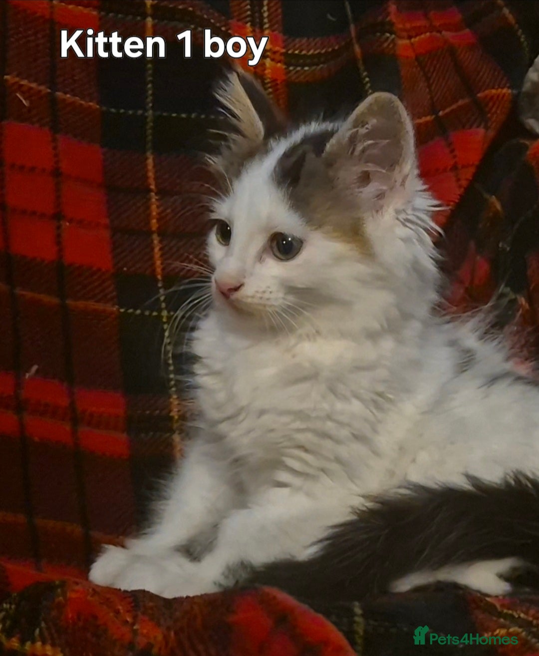 Maine Coon cats for sale: Maine coon kittens  - Advert 4