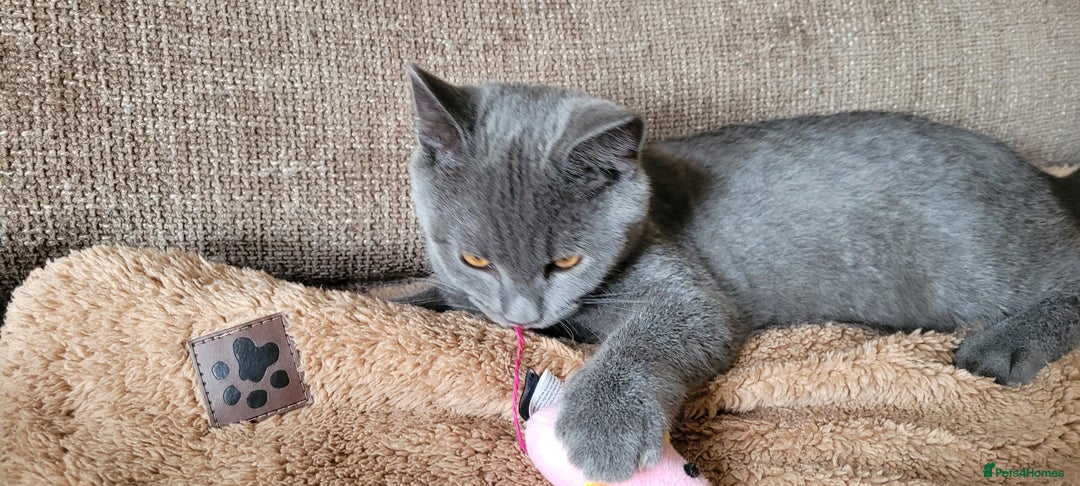 British Shorthair cats for sale: British Shorthair Boy - Image 5