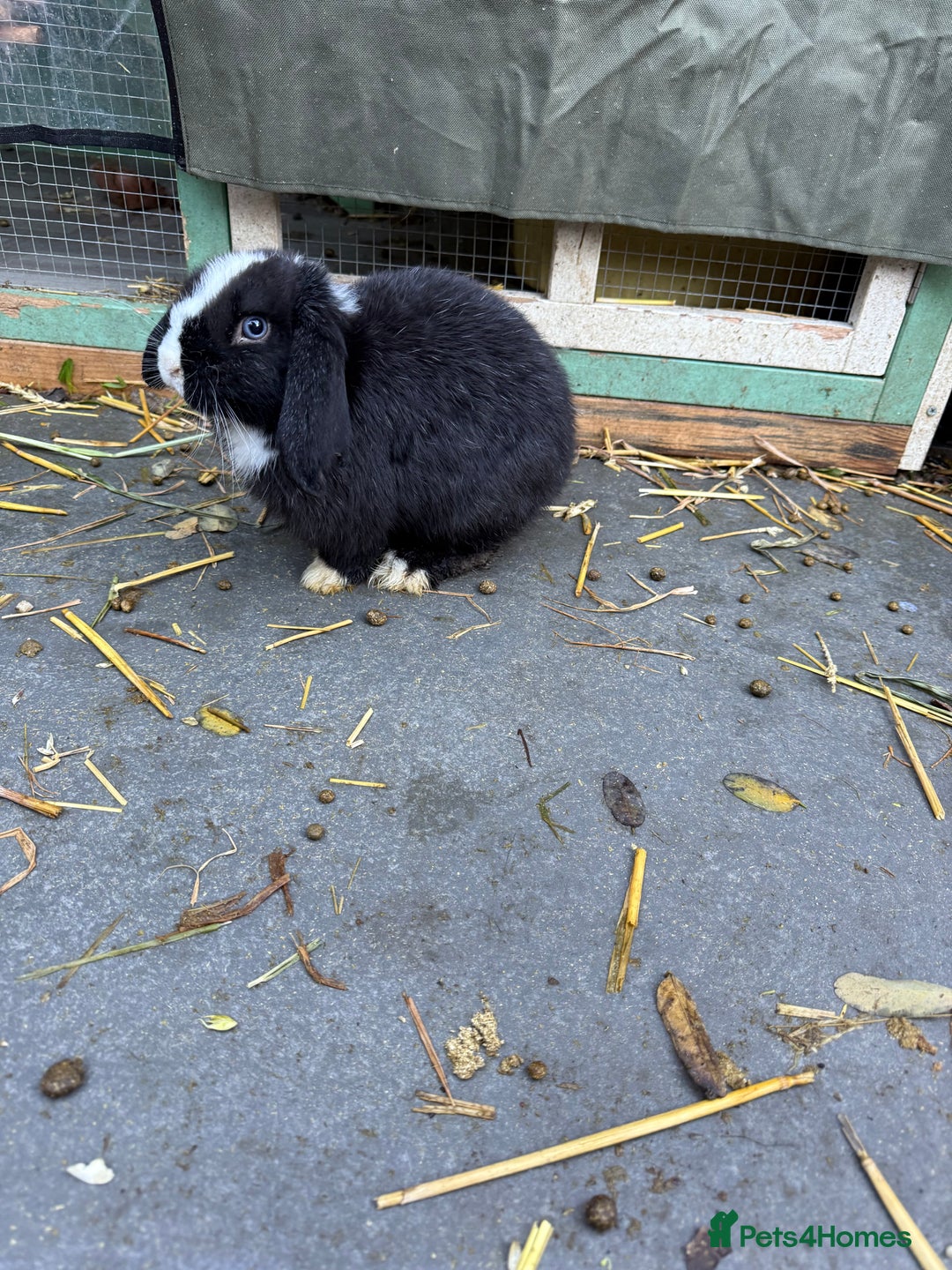 Mini Lop rabbits for sale: VACCINATED 2 Bucks Mini lops 🩵 - Image 6