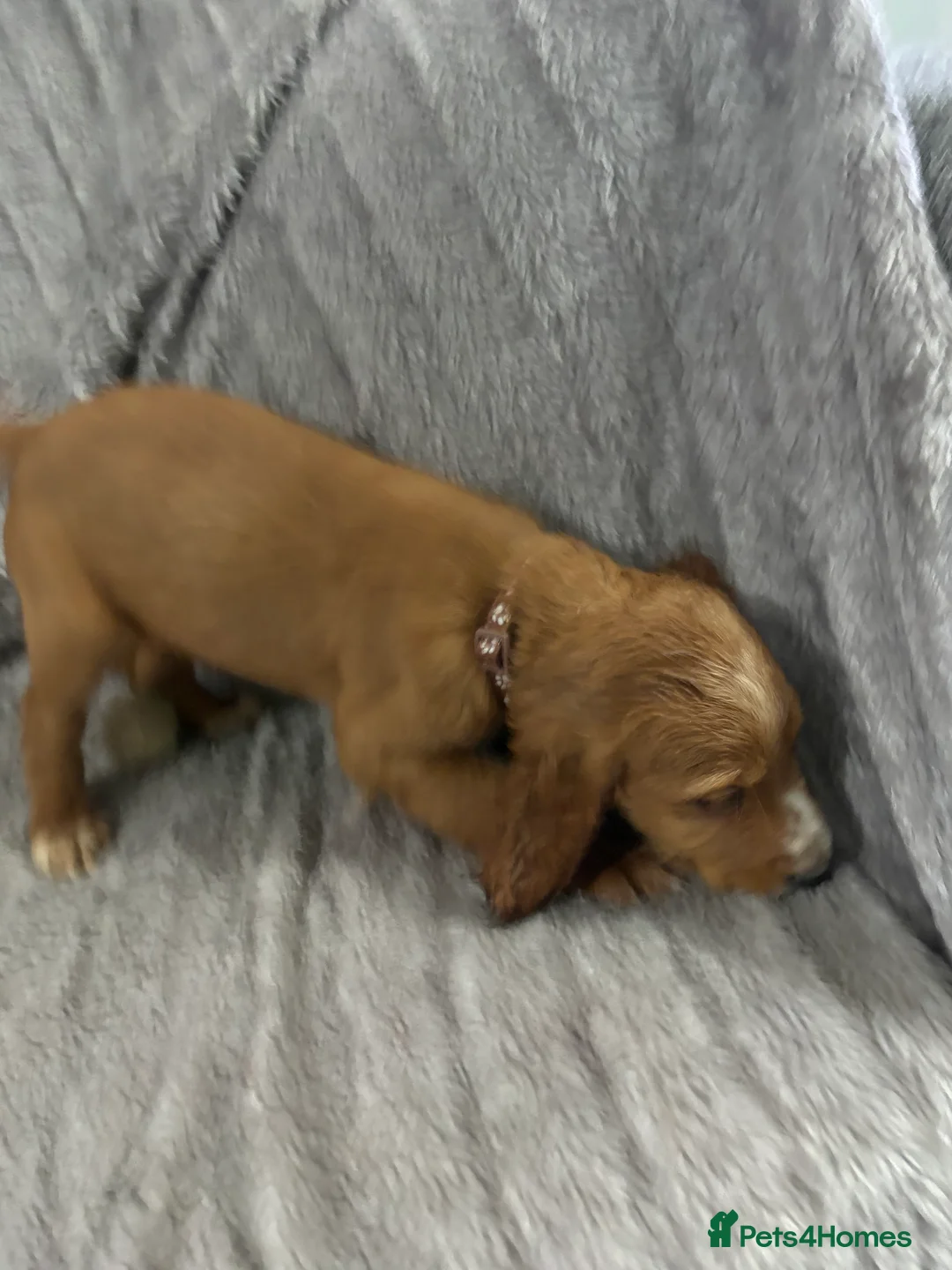 Cocker Spaniel dogs for sale: Working cocker spaniels  - Advert 7