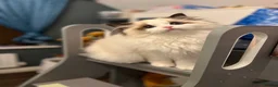 Ragdoll cats for sale: Exceptional ragdoll boy - Advert 9
