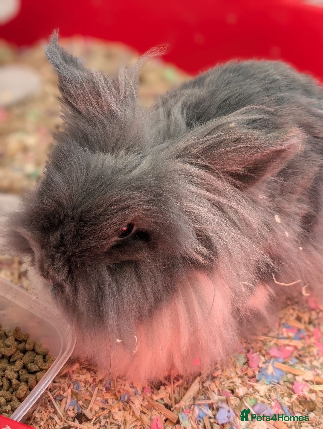 Angora rabbits for sale: Rabbit for sale  - Image 2
