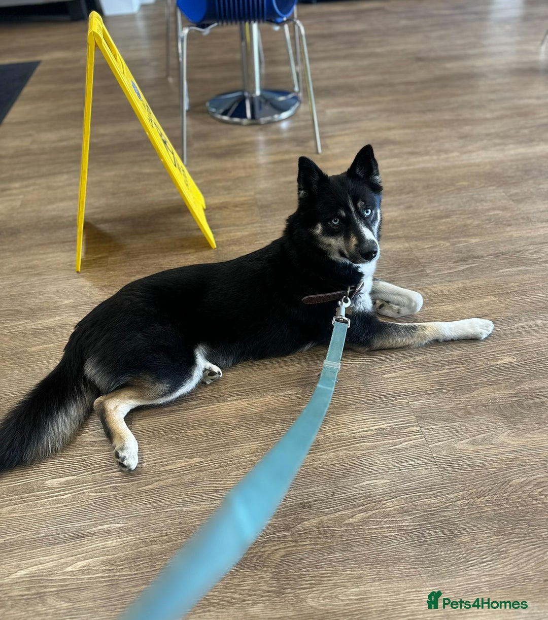 Pomsky dogs for sale: Nala the Pomsky🖤 - Advert 6