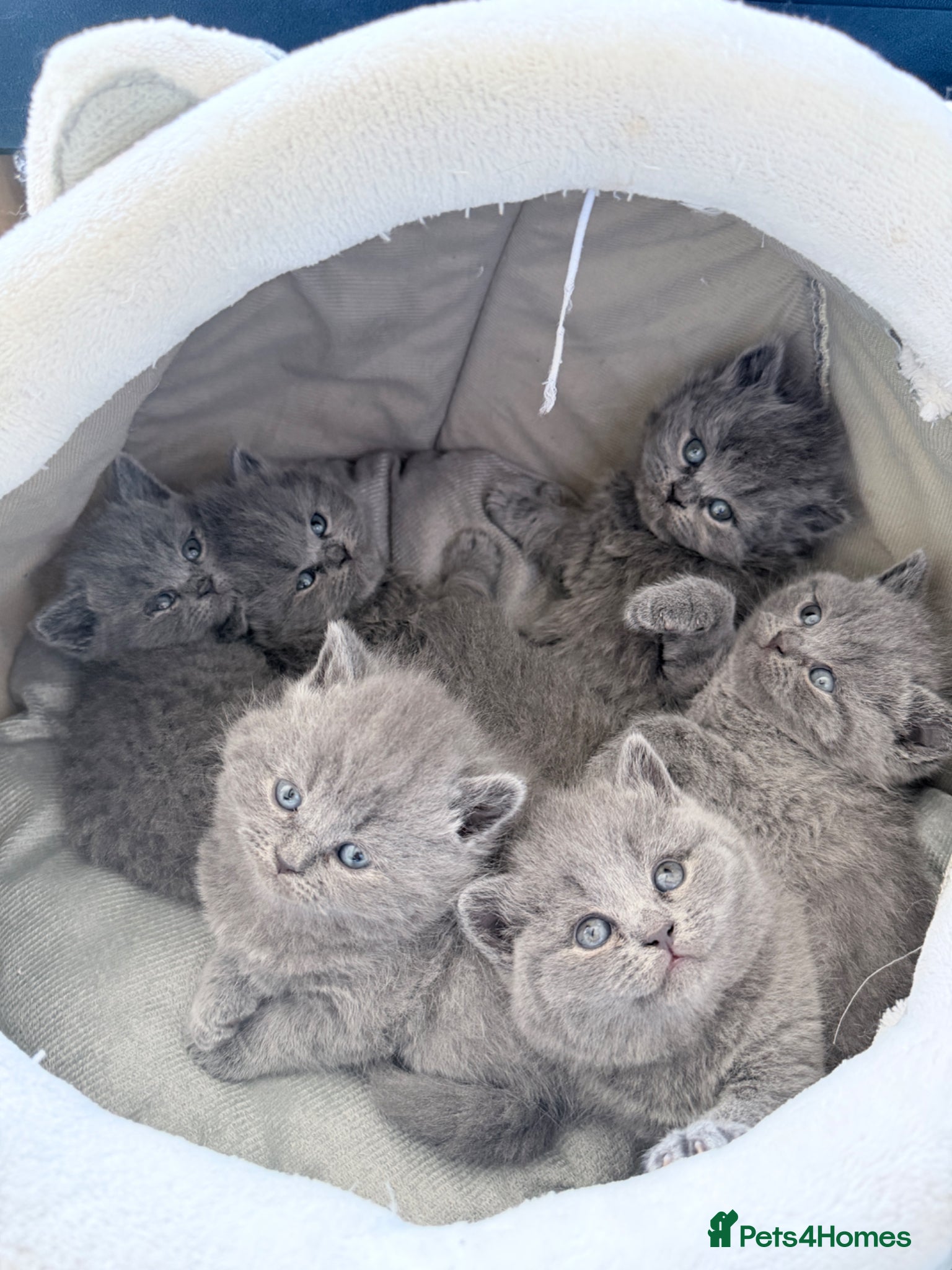 British Shorthair cats 2 stunning BHS available now  - Advert 2