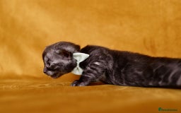 Bengal cats for sale: 6 stunning Bengal kittens, possibly our best yet! - Image 10