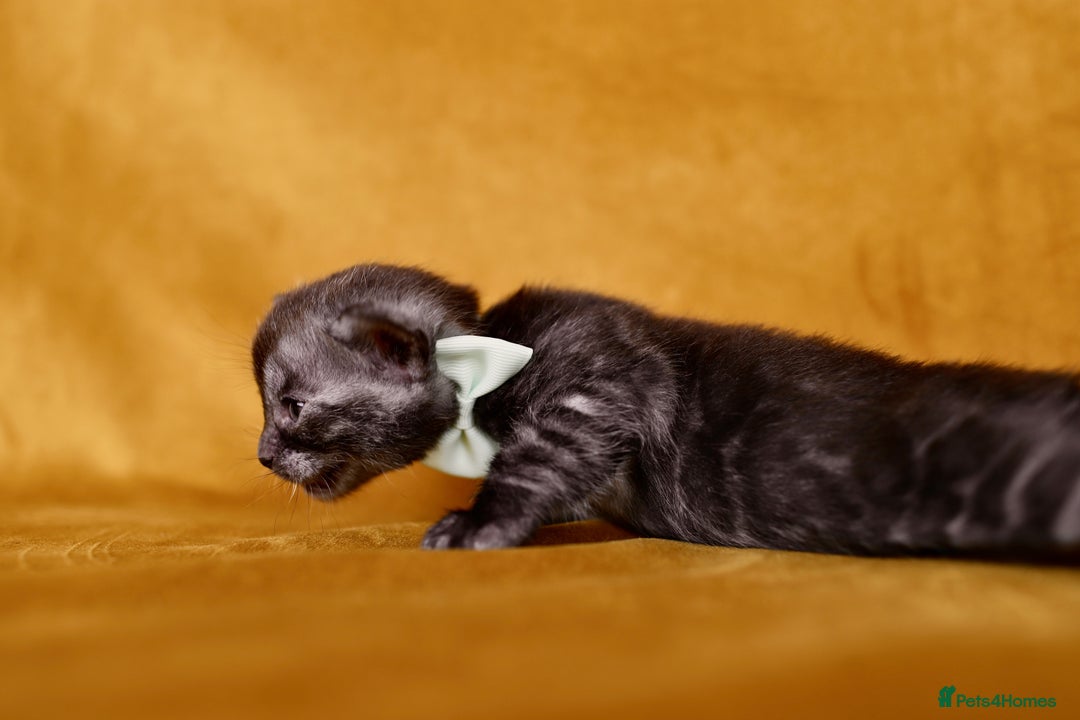 Bengal cats for sale: 6 stunning Bengal kittens, possibly our best yet! - Image 10