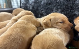 Labrador Retriever dogs for sale: KC Registered Yellow/Fox Red Labradors - Image 14