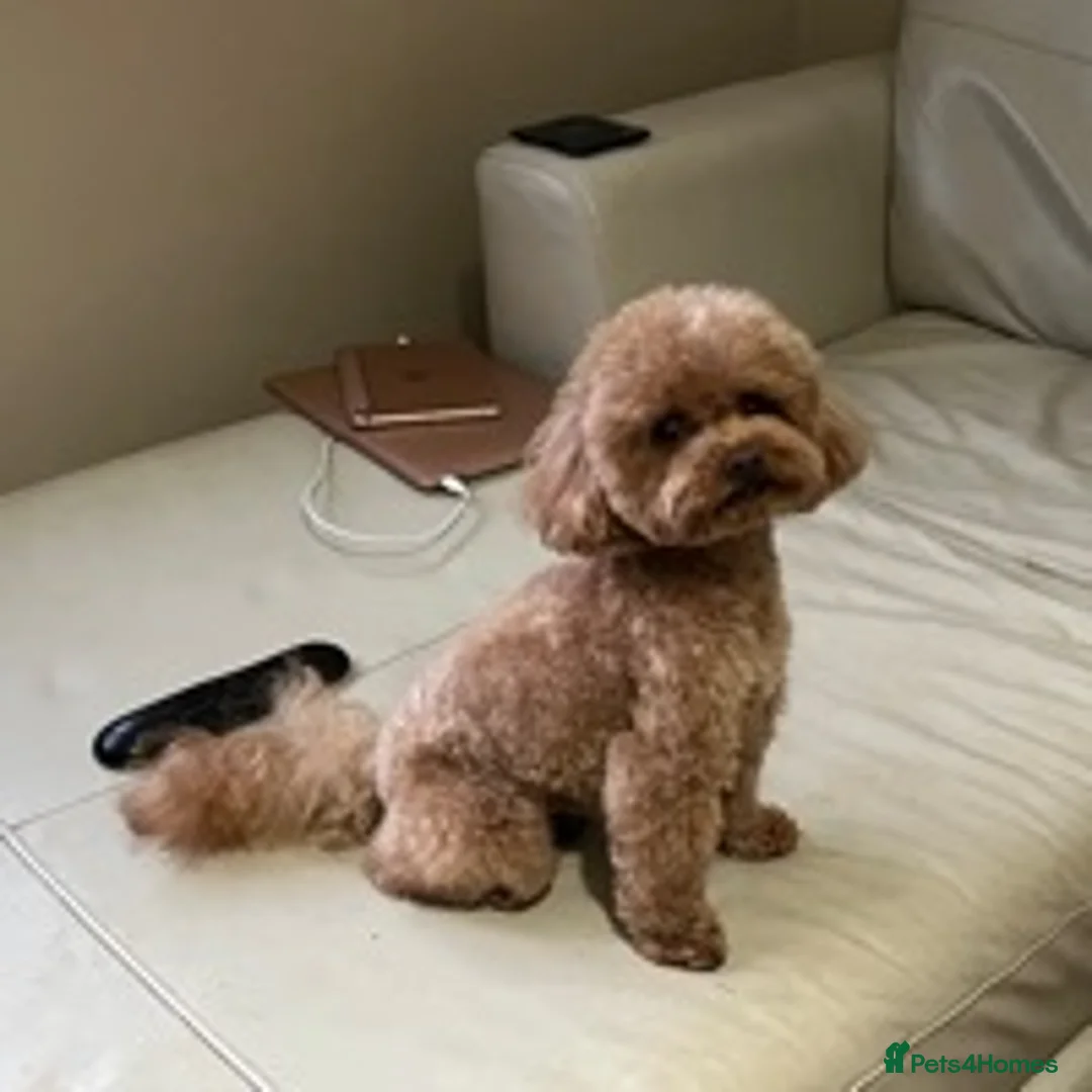 Toy Poodle dogs for stud: Tiny Red KC Toy Poodle (STUD) in Warrington - Advert 3