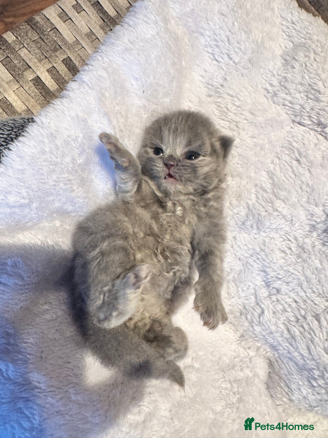 Maine Coon cats for sale: Main coon adorable kittens  - Advert 31