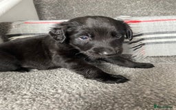 Mixed Breed dogs for sale: Cocker collie cross  - Image 20