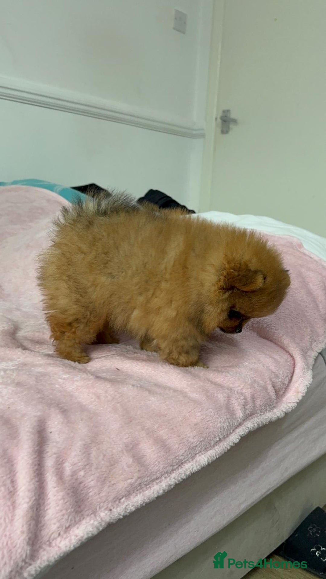 Pomeranian dogs for sale: Luxury puppy for sale - Advert 11