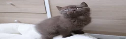 British Shorthair cats for sale: Chocolate Champion bloodline BSH - Advert 33