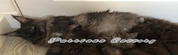 Maine Coon cats for sale: TICA registration Adorable Maine coon kittens - Advert 10