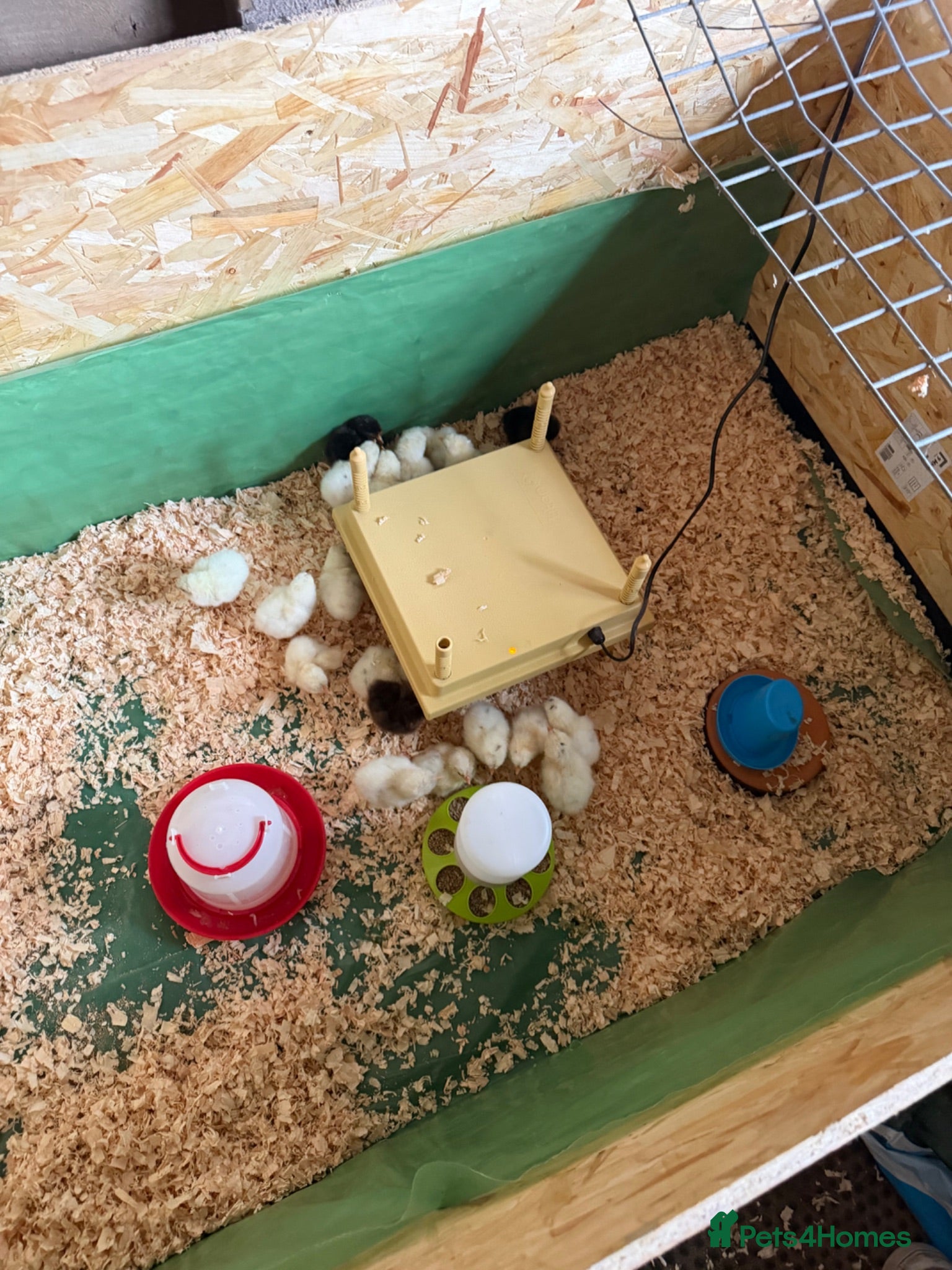 Mixed Breed poultry Day olds mixed Red leghorn and Orpington  - Advert 7