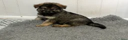 German Shepherd dogs for sale: Gorgeous German Shepherd puppies  - Advert 17