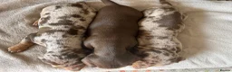 Miniature Dachshund dogs for sale: 3 Miniature Dachshund Puppies    in York - Advert 8