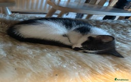 Ragdoll cats for sale: Beautiful Half Ragdoll Kittens - Image 7