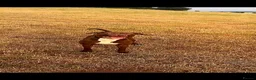 American Bull Staffy dogs for sale: American staffy bull terrier  in Brighouse - Advert 1