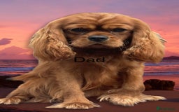 Cavalier King Charles Spaniel dogs for sale: 🐶 KC, RUBY RED cavalier King Charles !!!!  - Image 11