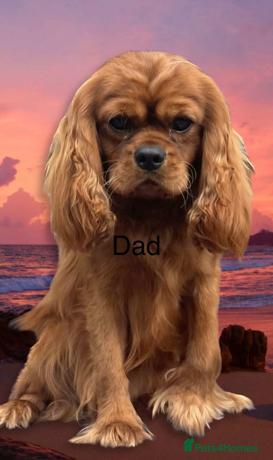 Cavalier King Charles Spaniel dogs for sale: 🐶 KC, RUBY RED cavalier King Charles !!!!  - Image 11
