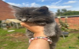 British Shorthair cats for sale: British short mix kitten  - Image 2